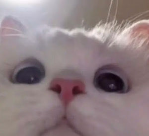 Meet your Posher, Evelin